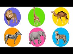 What Is This Animal? Lion, Elephant, Zebra, Camel, Cheetah, Giraffe. Learn African animals