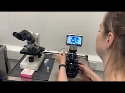 k9 Breeding Support Progesterone testing vs Cytology