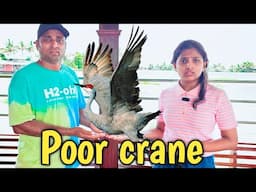 Poor crane in boat house 🏠 | comedy video | funny video | Prabhu sarala lifestyle