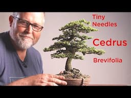 Styling a Short Needle Bonsai Cyprus Cedar in Detail