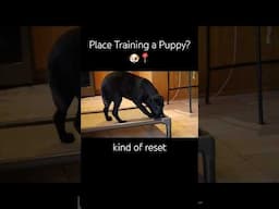 How to place train a puppy? 🐶📍 #puppytraining #dogtraining #puppies #training #viral #dogs #shorts