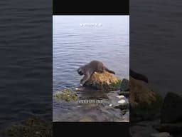 Heron vs Cat, Who’s the Better Fisher ?