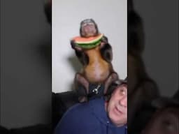 Monkey loves watermelon #monkeys #watermelon #summertime #shorts