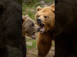 Why Are Kodiak Bears Bigger and More Powerful Than Grizzly Bears? #kodiakbear #grizzlybear #bear