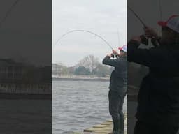 Fish on the pier! #pierfishing #greatlakes #fishing