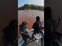 Livescoping for big walleye #walleye #fishing #reels