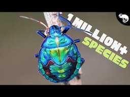 THE AGE OF INSECTS!