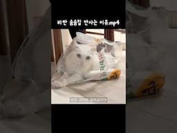 비닐에만... 진심인 고양이.. 😭