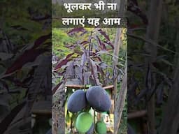 काले आम की यह किस्म भूलकर भी ना लगाएं