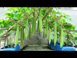 How to Grow Luffa in Plastic Containers and Boost Your Harvest by 5x