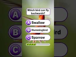 Which Bird Can Fly Backwards?
