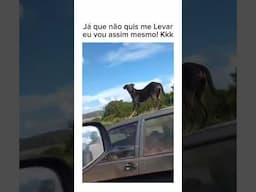 FOI ATRÁS CACHORRO #comedia