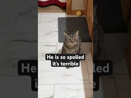 The story behind my cat’s addiction