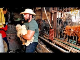 USA Vets K9 Global Rescue Risk Their Careers To Save Dogs From Dog Meat Farms in Korea!