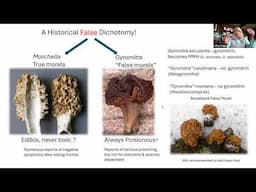 What we learned from the Montana Morel Poisonings in 2023: Are morels really safe to eat?