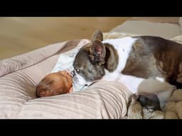 We Finally Let Our Dog Meet the Baby… Her Reaction Shocked Us 🥹