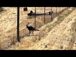 The American Turkey- Dumbest Animal on Earth