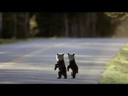 De las hormigas a los osos pardos: una regla general para salvar la biodiversidad