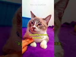 como cuando el gatito ya se averguenza de su humana 😹🤣 #gatosdivertidos #humordegatos
