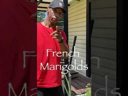 Marigolds Are not Equal! FRENCH Marigolds