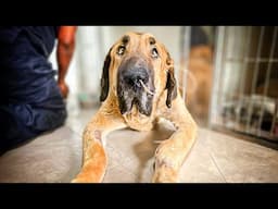 Nano’s Kidneys Are Failing—He Deserves Another Chance!