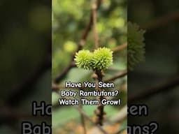 See tiny green rambutans before they ripen! Watch their early growth in this short, sweet clip! 🍃✨