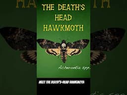 The Death's-Head Hawkmoth