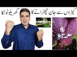 Home remedy to get rid of mealybugs | 100% Working