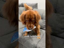 All of the of the perks of having a Golden Retriever! #goldenretriever #baddog #funnydogs