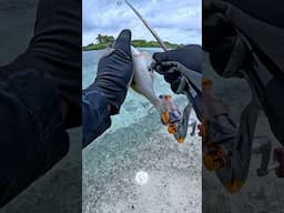 Catch of the Day 🎣 #shorts #fishing #viralvideo #youtubefishing #fypシ゚viral