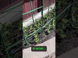 What does planting seeds turn into? Watch to find out! #debtfree #garden #financiallyfree #peas