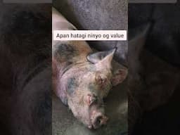 Good Quality Healthy Piglets#philippines #farmer #bmeg