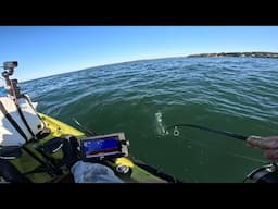 Shallow water light tackle blackfish and porgy action from the kayak!