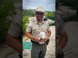 Leave Wildlife Alone