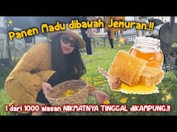 PANEN MADU DIBAWAH JEMURAN⁉️WAKTUNYA NYETOK HOMEMADE MADU LAGI, PETIK DIKEBUN SENDIRI✨