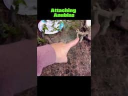 Attaching Anubias to Driftwood