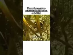 O SUSTO, DEPOIS LEMBROU ATÉ DA MÃE