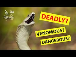 The MOST VENOMOUS SNAKES and the MOST DANGEROUS SNAKES in the world