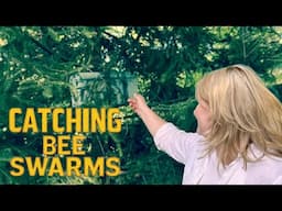 Tips on Catching Bee Swarms ~  Swarm  Commander and More