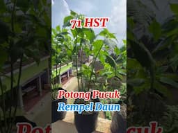 Tanam Cabe tanpa Semai di Polybag / how to plant chilies #caberawit #rawitkaliber #cabepolybag