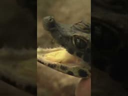 Ich bin Maxi, das kleine Krokodil #pandagorillaundco #zoo