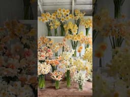 Daffodils in Their Full Glory