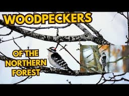 Woodpeckers Of The Northern Forest