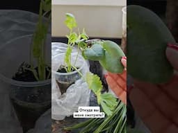 Что купила, новая рублика #цветы #garden #plants #дача #огород #еленаматвеева