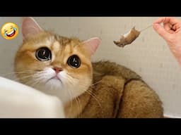 You Laugh You Lose😋😻New Funniest Dogs and Cats 2025😹🐕 #7