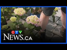 Get Growing – Blooming with expert tips
