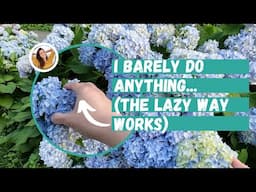How to Grow Gorgeous Hydrangeas with Minimal Effort | Hydrangea | Hydrangea Care