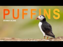 Capturing Puffins on Skomer Island: A Photographer’s Paradise Skomer