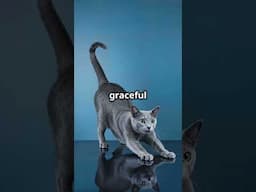 Most Beautiful Cat Breed: Russian Blue Cat!