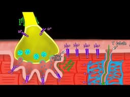 Excitation-Contraction Coupling | Skeletal Muscle Physiology